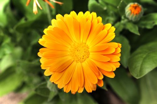 marigold blossom bloom