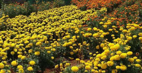 marigold flower yellow