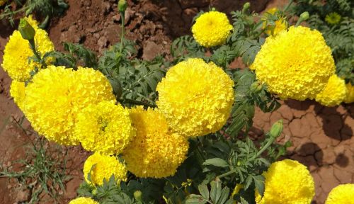 marigold flower yellow