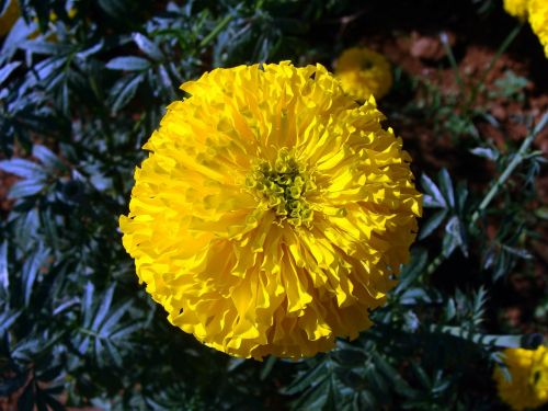 marigold flower yellow