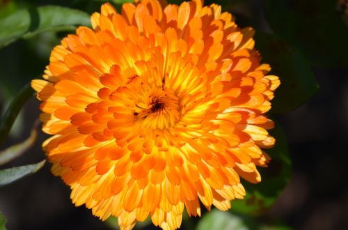 marigold plant nature