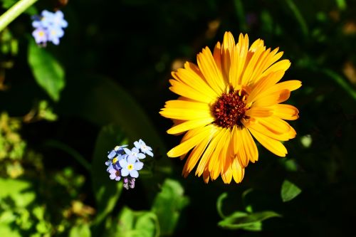 marigold calendula pot marigold