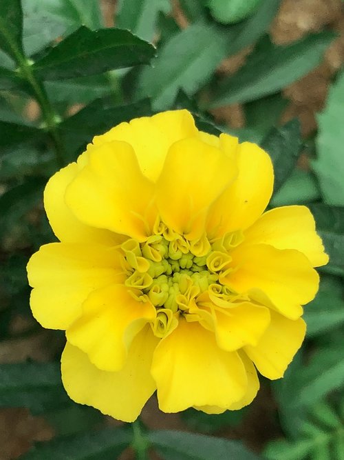 marigold  wild  plant