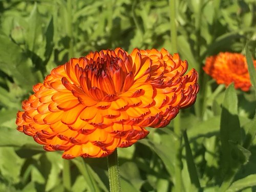 marigold  orange  flower