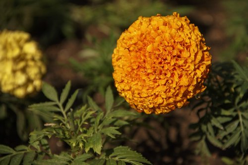 marigold  flower  summer