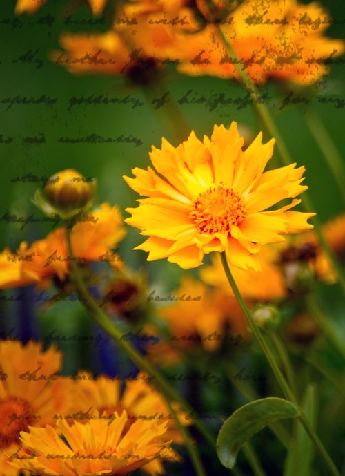 marigold  flower  bloom