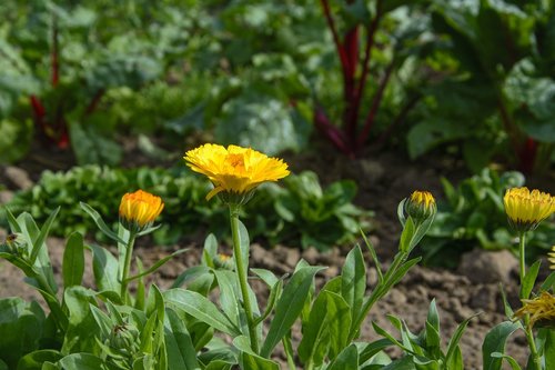 marigold  vegetable growing  garden