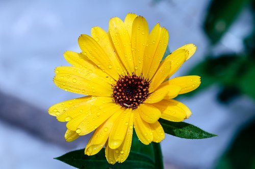 marigold  calendula  yellow