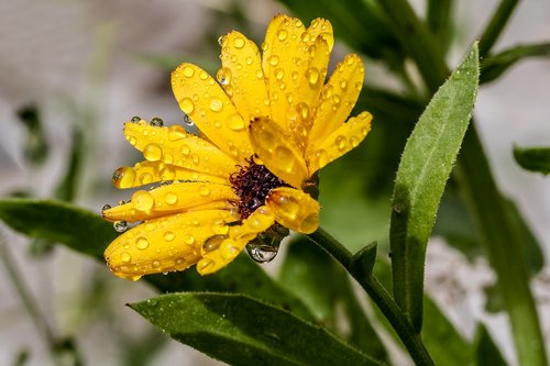 marigold  raindrop  calendula