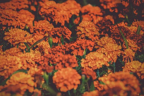 marigold  bloom  nature