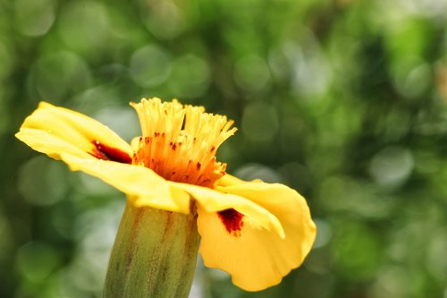 marigold  flower  nature