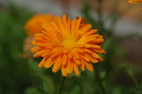 marigold  flower  orange