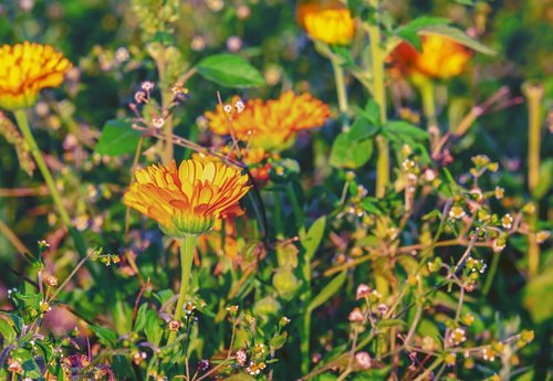 marigold  flower  blossom