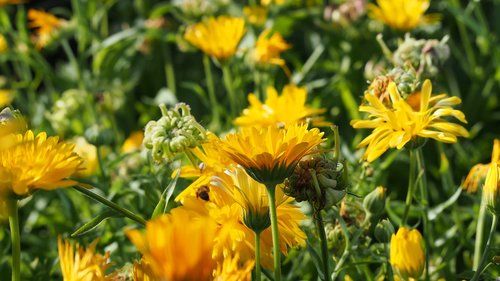 marigold  flower  summer