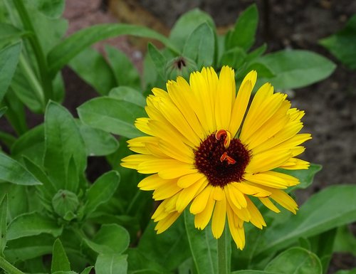 marigold  summer flower  edible