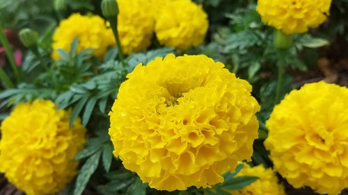 marigold  nature  bloom