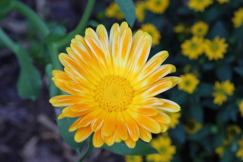 marigold  yellow  close up