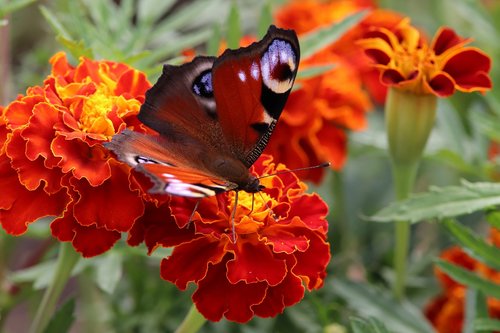 marigold  butterfly  peacock