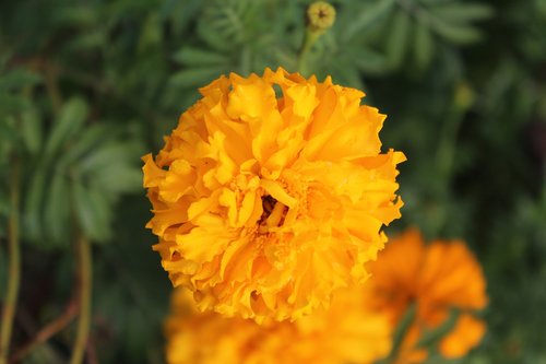 marigold  orange  flower