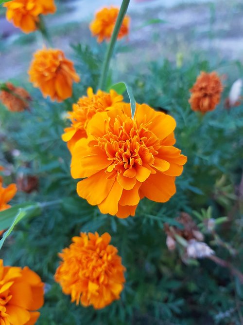 marigold  orange  orange flower