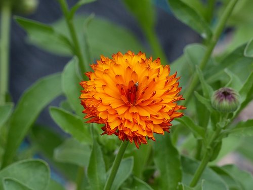 marigold  orange  flower