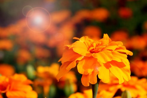 marigold  flower  nature