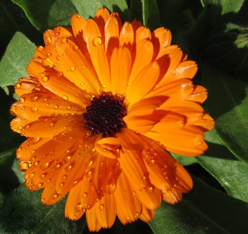 marigold  flower  rain drops