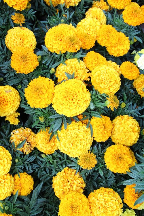 marigold  plant  flowers