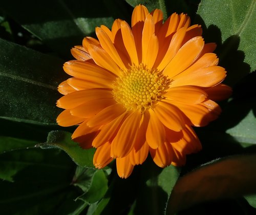 marigold  flower  colorful