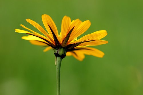 marigold  flower  blossom