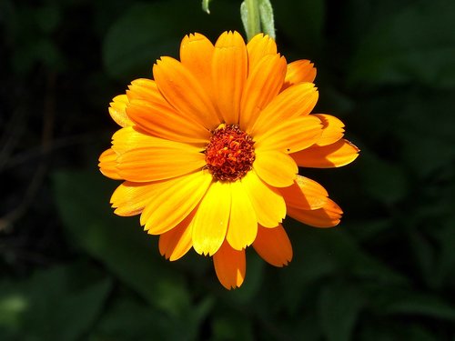 marigold  yellow  blossom