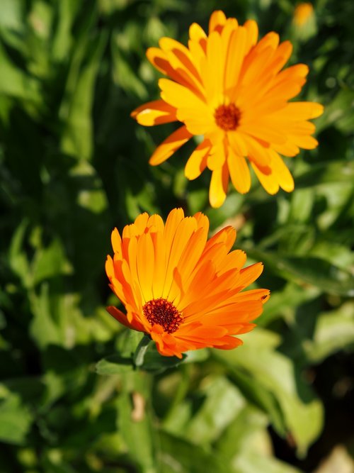 marigold  flower  blossom