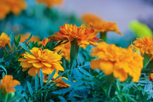 marigold  orange  plant