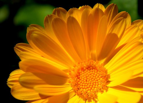 marigold  blossom  bloom