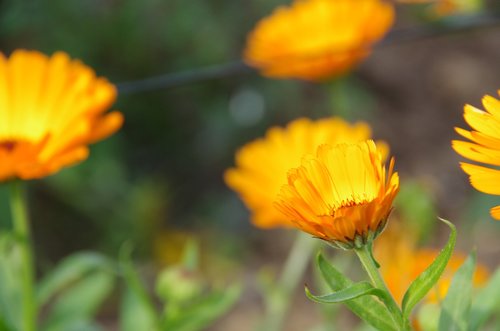 marigold  orange  garden