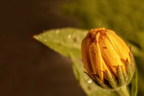 marigold  calendula  raindrop