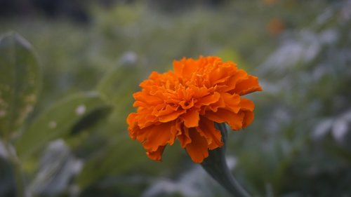 marigold  orange  flowers