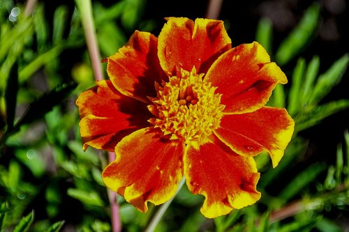 marigold  flower garden  nature