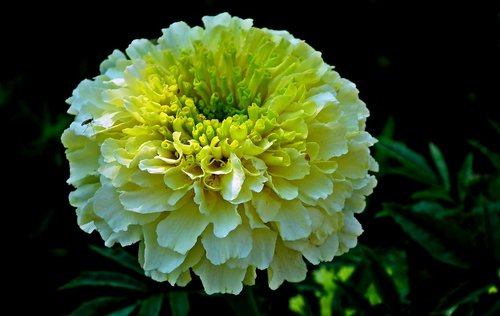 marigold  flower  summer