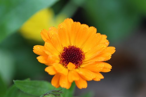 marigold  orange  calendula