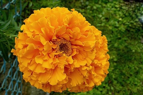 marigold  flower  orange