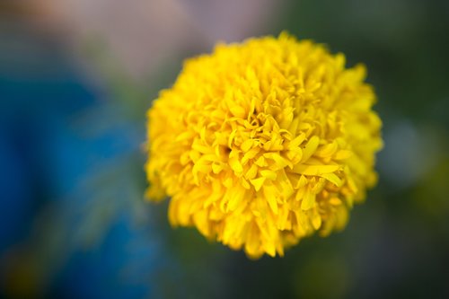 marigold  garden  flower