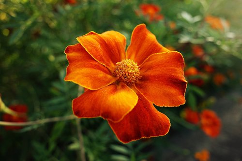 marigold  calendula  flower