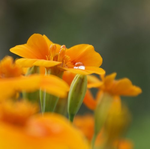 marigold  flowers  orange