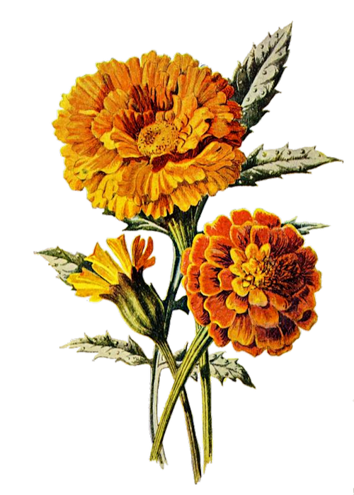 marigold  flower  floral
