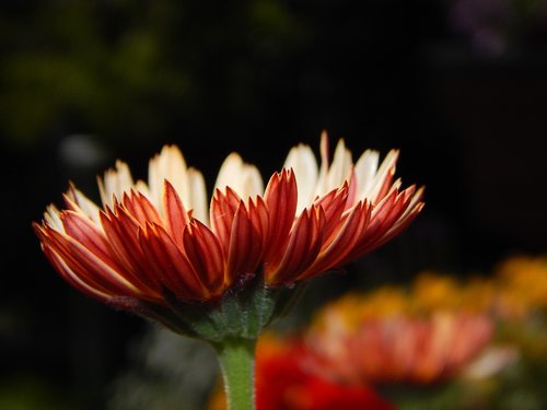 marigold  blossom  bloom