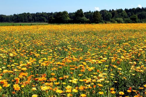 marigold field nature