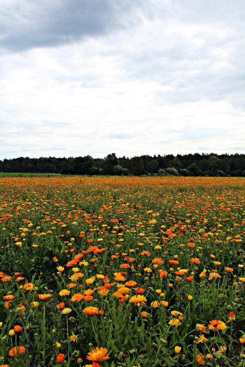 marigold marigold field nature