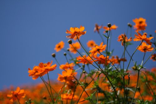 marigold  orange color  flowers