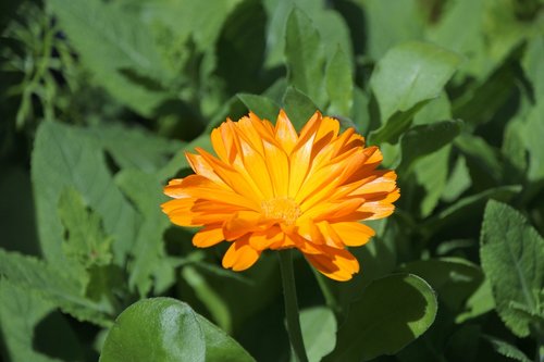 marigold  garden  nature